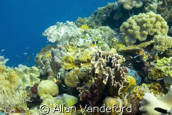A view of the strikingly healthy coral life at approximat... by Allan Vandeford 
